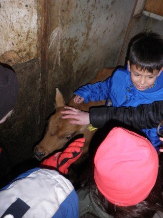 Kálfurinn fóðraður