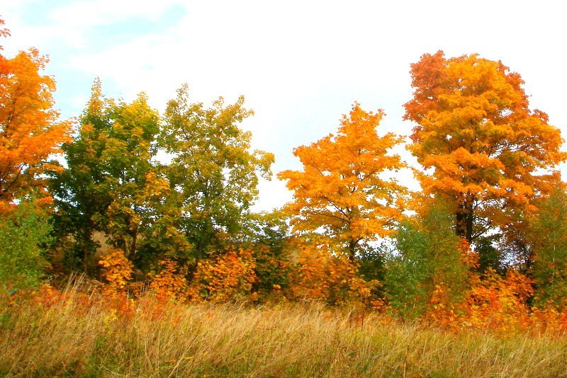 Haustfundur foreldrafélagsins