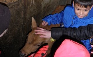 Kálfurinn fóðraður